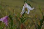 Dziikou Lily