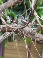 Relaxing Bird
