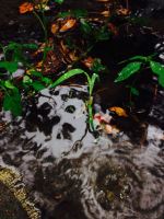 Backyard Midst