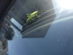 Grasshopper Tower