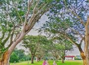 The Nature Beauty Of My University's Park
