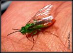Fly On The Skin