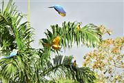  birds On Tree