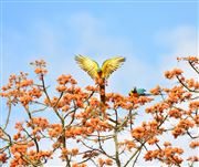 Bird On Tree Top