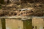 Caiman On The Bank