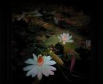 Cool Lotus