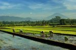 Rice Fields