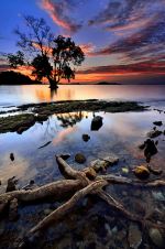 Single Tree