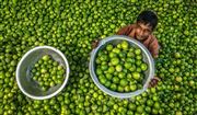 Lemon Seller