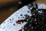Rain Drops
