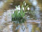 Delicate Reflection