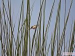 Birds Beauty