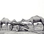 Camels