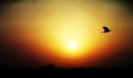 Bird In Sunset