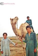 Camel