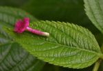Tiny Flower