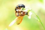 Bug Life