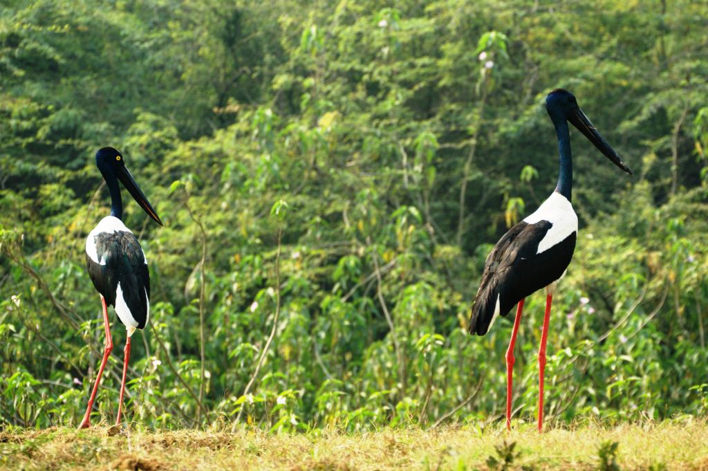 Black-Necked Stork