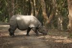Great Indian One Horne Rhyno