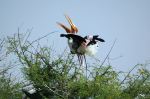 Painted Stork