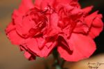 Red Love
