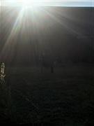 Black Sunshine