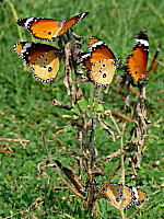 Call Of Nature