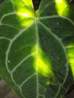 Afternoon Light Under Heart Leaf