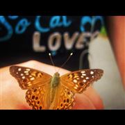 Butterfly Friend