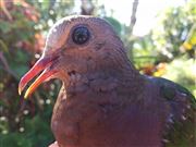 A Beautiful Bird In My Backyard 
