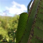 An Unknown Creature 