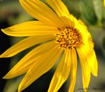 The Suns Flower