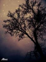 Tree And Stars