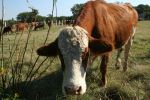 Howdy