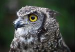Eye Of  The Owl