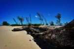 Windy Beach With Trees