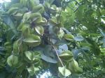 Star Fruit 