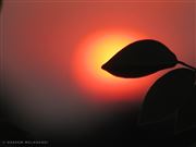 Beauty Of Sunset
