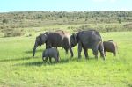 Elephants At Maasai Mara