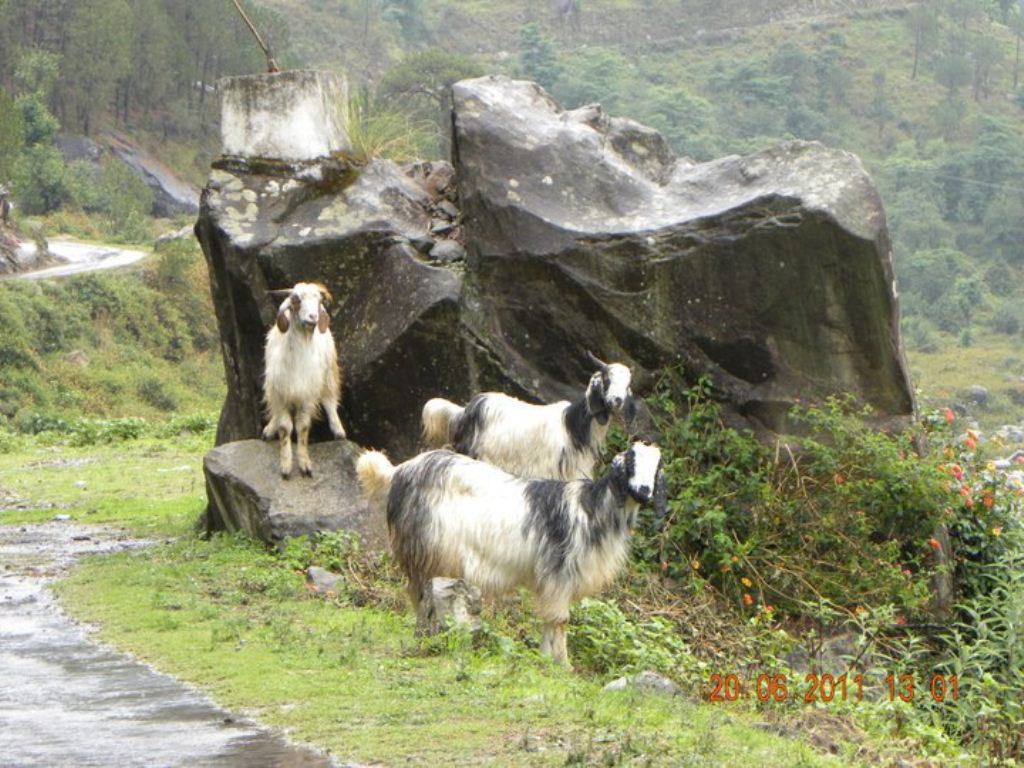 Wild Himachal Pradesh