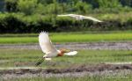 Crane Preying