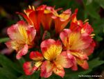 Lily