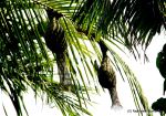 Weaver Bird