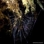Web Ster