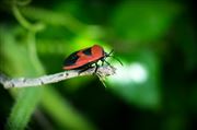Bug On Edge 