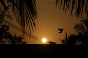  bird Enjoying The Sunset