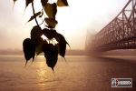 Rushing Gold