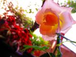 White Rose In Bloom