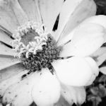 Black Amd White