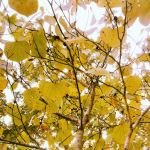 Green To Yellow